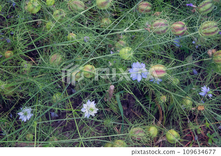 Nigella is growing in garden. Gently plant. Country garden. Medicinal plant in meadow. Nigella is growing in garden. Gently plant. Country garden. Medicinal plant in meadow. 109634677