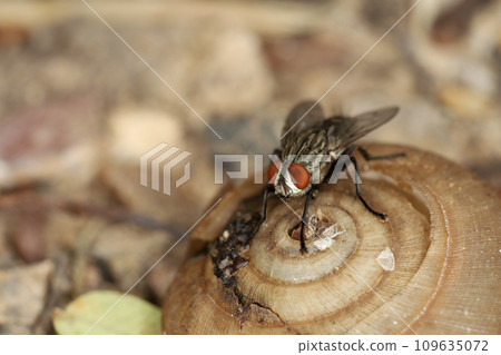 Close up The housefly insect on snail dead 109635072