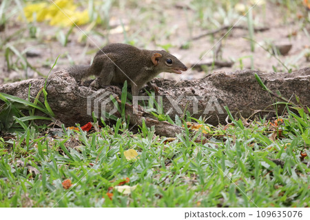 The squirrel is rest on root tree The squirrel is rest on root tree 109635076
