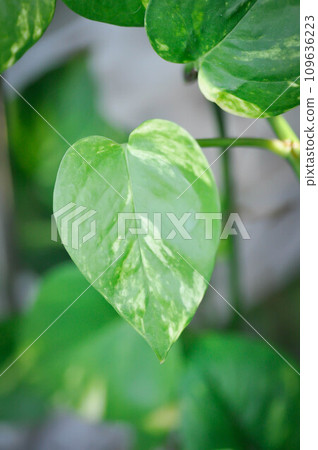 Devils Ivy, Golden Pothos or Hunters Robe or Epipremnum aureum or Araceae Devils Ivy, Golden Pothos or Hunters Robe or Epipremnum aureum or Araceae 109636223