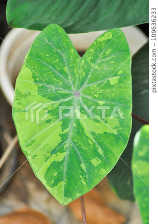Colocasia esculenta, Lemon Lime Gecko or Colocasia Colocasia esculenta, Lemon Lime Gecko or Colocasia 109636233