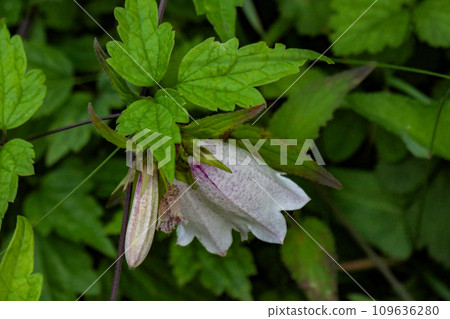 整齊的野花,螢火蟲花,低頭綻放的螢火蟲花 整齊的野花,螢火蟲花,低頭綻放的螢火蟲花 109636280