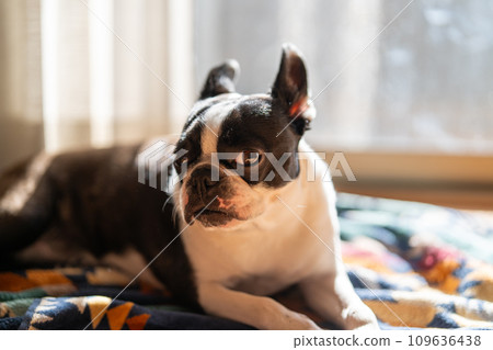 Boston Terrier 109636438