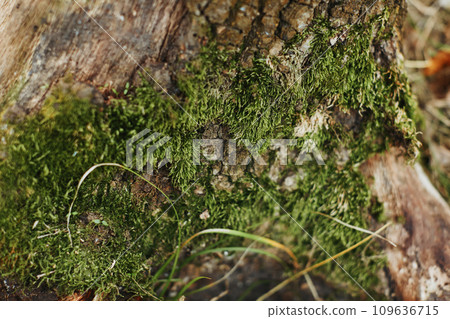 Green moss on tree bark outdoor, close up Green moss on tree bark outdoor, close up 109636715