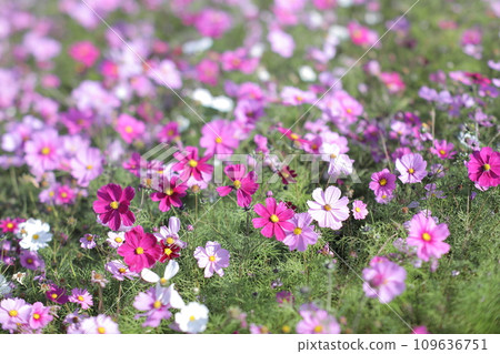 Cosmos field Cosmos field 109636751
