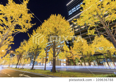 Illumination of Midosuji, Chuo Ward, Osaka City 109636788