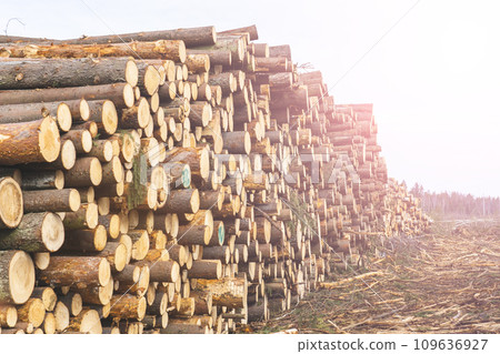 Woodpile fresh cut pine logs at sawmill factory. Big stack of tree trunks at wood production lumber mill. Processing timber material at wood construction warehouse. Chopped firewood stumps. Forestry 109636927