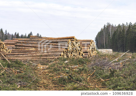 deforestation for roads, wood harvesting, wood as a renewable biological resource, deforestation area for highways, construction of toll roads, land acquisition for the construction of a major road 109636928
