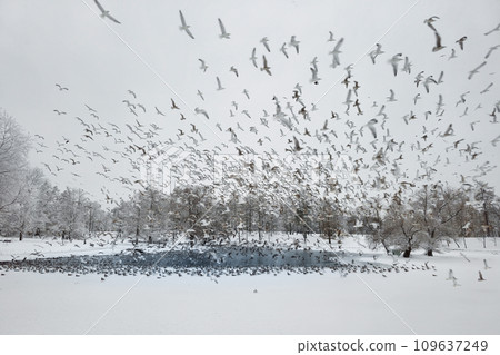 Carnival of seagulls over a snowy park lake. Wintering of birds. Large cluster of seagulls in motion. Mystical morning landscape with winter fog over the lake and many birds. Frosty winter landscape 109637249
