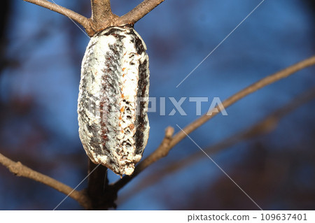 紅尾螳螂的卵 109637401