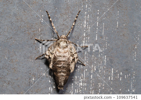 A type of fuyushaku (female) A type of fuyushaku (female) 109637541
