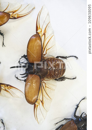 beetle insect bug on display on a white background with spread wings beetle insect bug on display on a white background with spread wings 109638095