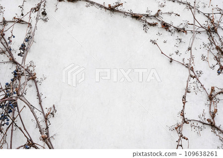 Frame from grape branches with dried berries on white stone background, copy space 109638261