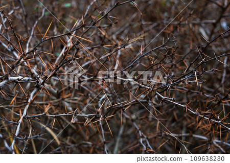 acacia branches with lot of thorns. Art brown nature background 109638280