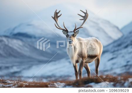 Reindeer with big antlers walking in winter tundra. Reindeer with big antlers walking in winter tundra. 109639029