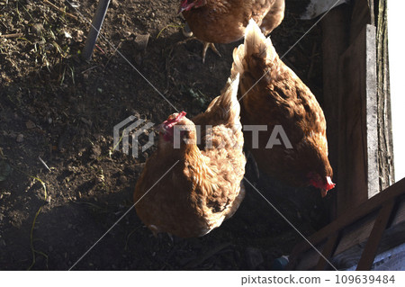 A beautiful mottled black and red rooster in the garden. A male poultry. A beautiful mottled black and red rooster in the garden. A male poultry. 109639484