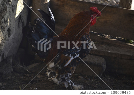 A beautiful mottled black and red rooster in the garden. A male poultry. A beautiful mottled black and red rooster in the garden. A male poultry. 109639485