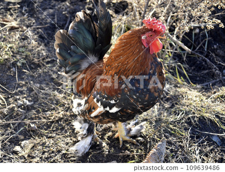 A beautiful mottled black and red rooster in the garden. A male poultry. A beautiful mottled black and red rooster in the garden. A male poultry. 109639486
