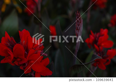 Floral background with red Cannes flowers. The beauty of nature, dark red flowers wallpaper Floral background with red Cannes flowers. The beauty of nature, dark red flowers wallpaper 109639641