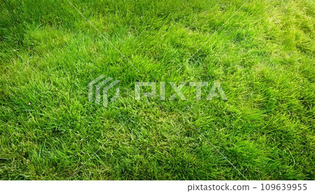 Grass texture AI generated image 109639955