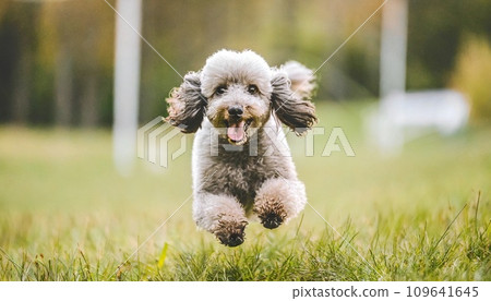 Poodle running in the park wallpaper material 109641645