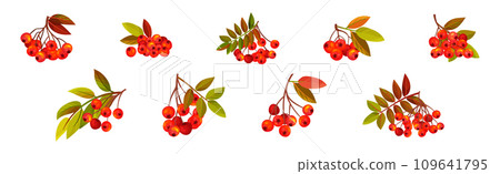 Autumn Rowan Berry Branch with Clusters and Leaves Vector Set 109641795