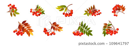 Autumn Rowan Berry Branch with Clusters and Leaves Vector Set 109641797