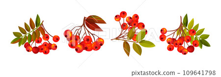 Autumn Rowan Berry Branch with Clusters and Leaves Vector Set Autumn Rowan Berry Branch with Clusters and Leaves Vector Set 109641798