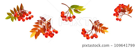 Autumn Rowan Berry Branch with Clusters and Leaves Vector Set 109641799