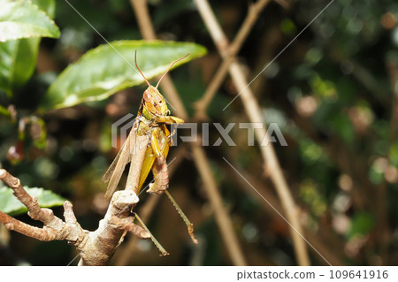 Tea tree and shrike haynie (grasshopper) Tea tree and shrike haynie (grasshopper) 109641916