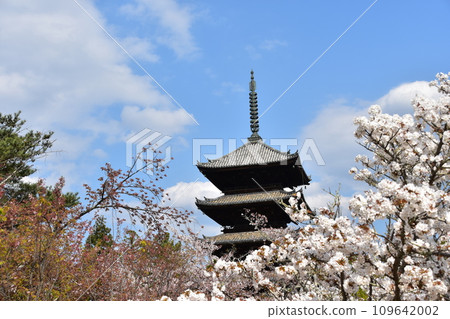 日本春天的京都、世界遺產仁和寺、盛開的大室櫻花、重要文化財產的五層寶塔、美麗的藍天 109642002