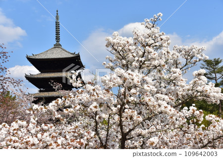 日本春天的京都、世界遺產仁和寺、盛開的大室櫻花、重要文化財產的五層寶塔、美麗的藍天 日本春天的京都、世界遺產仁和寺、盛開的大室櫻花、重要文化財產的五層寶塔、美麗的藍天 109642003