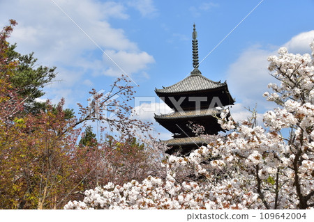 日本春天的京都、世界遺產仁和寺、盛開的大室櫻花、重要文化財產的五層寶塔、美麗的藍天 日本春天的京都、世界遺產仁和寺、盛開的大室櫻花、重要文化財產的五層寶塔、美麗的藍天 109642004