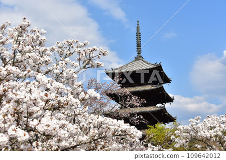 日本春天的京都、世界遺產仁和寺、盛開的大室櫻花、重要文化財產的五層寶塔、美麗的藍天 日本春天的京都、世界遺產仁和寺、盛開的大室櫻花、重要文化財產的五層寶塔、美麗的藍天 109642012