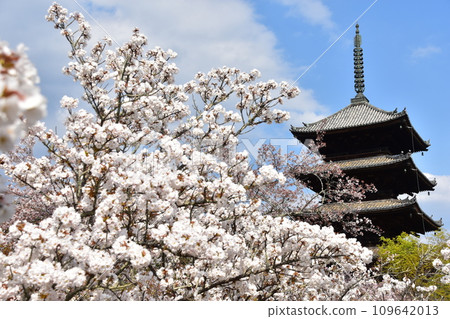 日本春天的京都、世界遺產仁和寺、盛開的大室櫻花、重要文化財產的五層寶塔、美麗的藍天 日本春天的京都、世界遺產仁和寺、盛開的大室櫻花、重要文化財產的五層寶塔、美麗的藍天 109642013