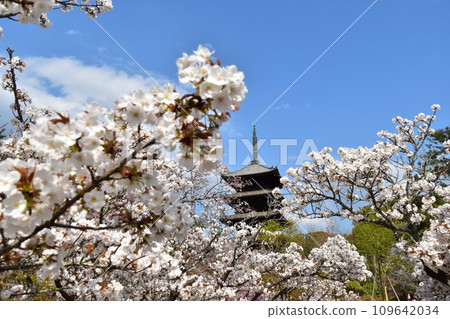 日本春天的京都、世界遺產仁和寺、盛開的大室櫻花、重要文化財產的五層寶塔、美麗的藍天 日本春天的京都、世界遺產仁和寺、盛開的大室櫻花、重要文化財產的五層寶塔、美麗的藍天 109642034