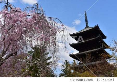 日本春天的京都,世界遺產仁和寺,重要文化財產五層寶塔,垂枝櫻花等美麗花瓣 日本春天的京都,世界遺產仁和寺,重要文化財產五層寶塔,垂枝櫻花等美麗花瓣 109642061