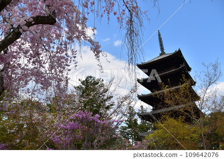 日本春天的京都,世界遺產仁和寺,重要文化財產五層寶塔,垂枝櫻花等美麗花瓣 日本春天的京都,世界遺產仁和寺,重要文化財產五層寶塔,垂枝櫻花等美麗花瓣 109642076