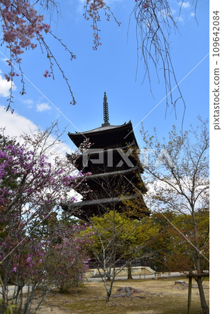 Kyoto in spring in Japan, Ninnaji Temple, a World Heritage Site, a five-storied pagoda, an important cultural property, and beautiful petals such as weeping cherry blossoms 109642084