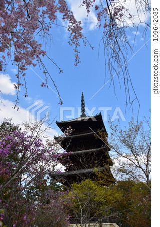 Kyoto in spring in Japan, Ninnaji Temple, a World Heritage Site, a five-storied pagoda, an important cultural property, and beautiful petals such as weeping cherry blossoms 109642085