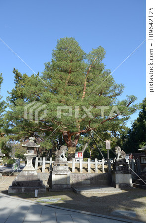 京都市上京區北野天滿宮影向松 109642125