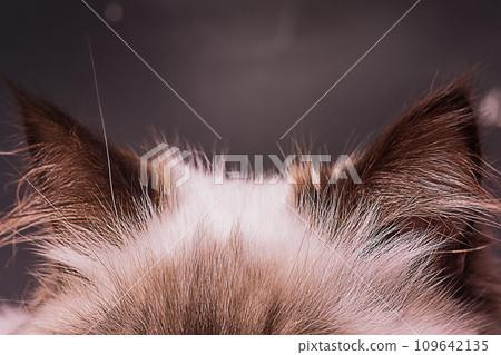 The kitten's ears are brown with beige on a black background. Cat ears macro photo. 109642135