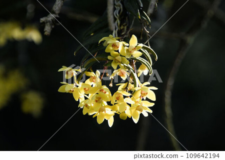 Kayalan has beautiful inflorescences of yellow flowers that hang down and bloom on the branches of trees. 109642194