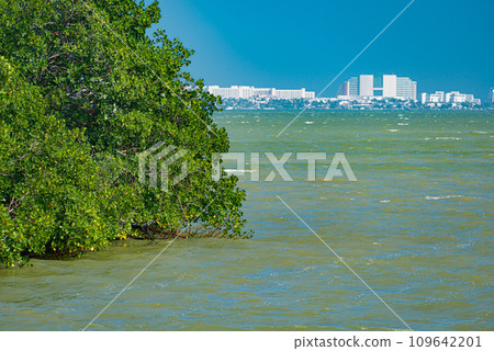 Tajamar mangrove, located in Cancun, Mexico 109642201