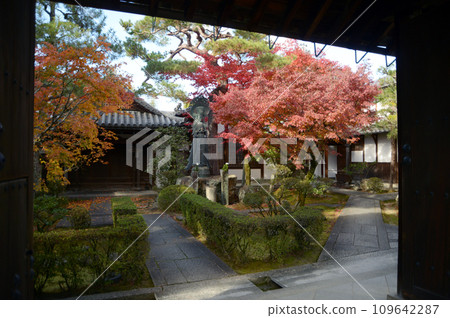 秋天 京都市右京區花園靈雲院院內妙心寺 秋天 京都市右京區花園靈雲院院內妙心寺 109642287