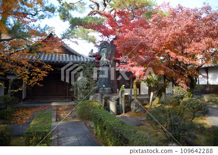 秋天 京都市右京區花園靈雲院院內妙心寺 秋天 京都市右京區花園靈雲院院內妙心寺 109642288
