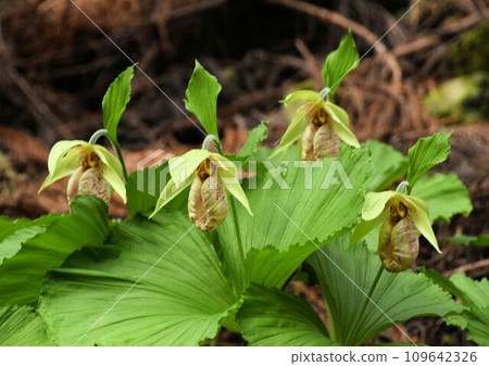 An interesting flower of Kumagaisou that blooms on the forest floor with its distinctive fan-shaped leaves and swollen lip petals. An interesting flower of Kumagaisou that blooms on the forest floor with its distinctive fan-shaped leaves and swollen lip petals. 109642326