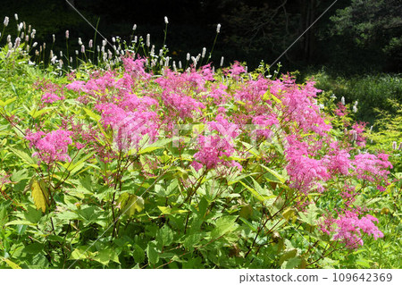 A beautiful inflorescence with many small pink flowers gathered together. 109642369