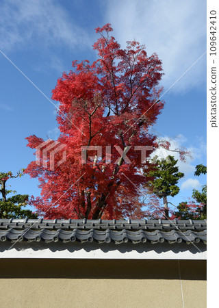 京都市右京區花園妙心寺、大寶院的秋葉 京都市右京區花園妙心寺、大寶院的秋葉 109642410