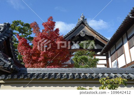京都市右京區花園玉龍院、妙心寺的秋葉 京都市右京區花園玉龍院、妙心寺的秋葉 109642412